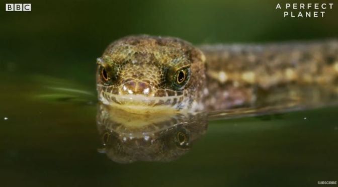Wildlife: ‘Amazon Pigmy Geckos – The Unsinkable Lizard’ (BBC Earth Video)