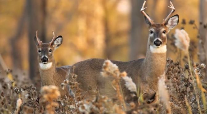 Wildlife: Deer In The ‘Tifft Nature Preserve’, Western New York (CBS Video)