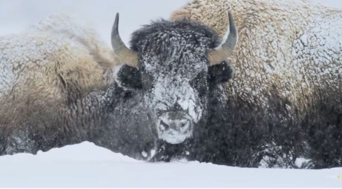 Wildlife: ‘Yellowstone Bison’ Are Built For Winter Survival (Video)