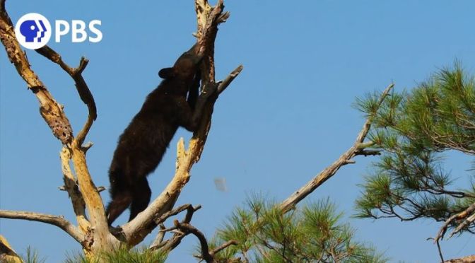 Wildlife Views: Black Bear Steals Acorns From Woodpecker In Big Bend National Park, Texas