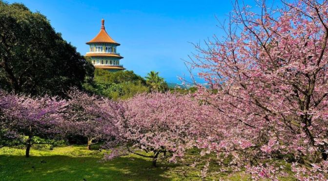 Views: ‘Cherry Blossoms’ At The ‘Temple Of Heaven’ In Taipei, Taiwan (Jan 2021)