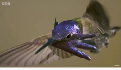 Hummingbird Documentary Nature Views: ‘Glamorous Hummingbirds’ – David Attenborough (BBC Video ...