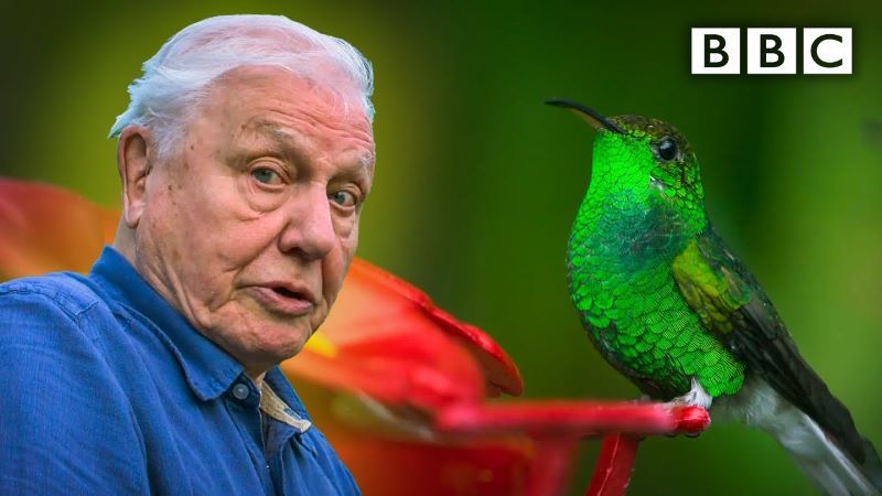 Hummingbird Documentary Nature Views: ‘Glamorous Hummingbirds’ – David Attenborough (BBC Video ...