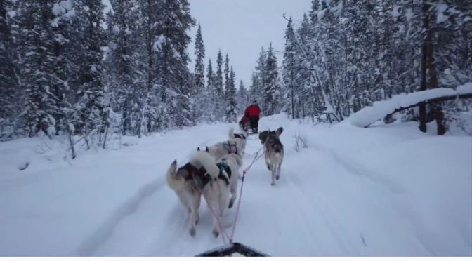 Views: Dog Sledding In Kiruna, Sweden (Video)