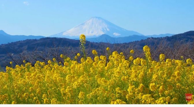 Early Spring Views: ‘Mount Fuji, Japan Framed By Wild February Flowers’ (Video)
