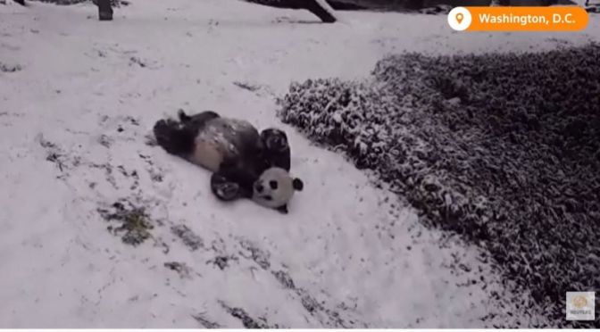 Views: Giant Panda Bears Play In Snow At Zoo In Washington DC (Video)