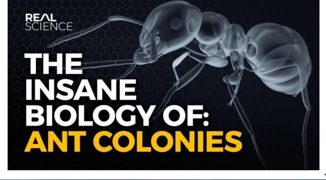 Science: ‘Insane Biology Of Ant Colonies’ (4K Video)