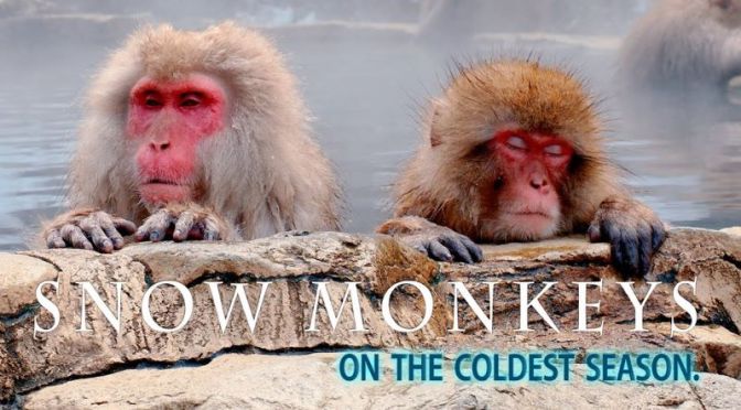 Winter Views: ‘Snow Monkeys’ In Jigokudani Park, Japan (Video)