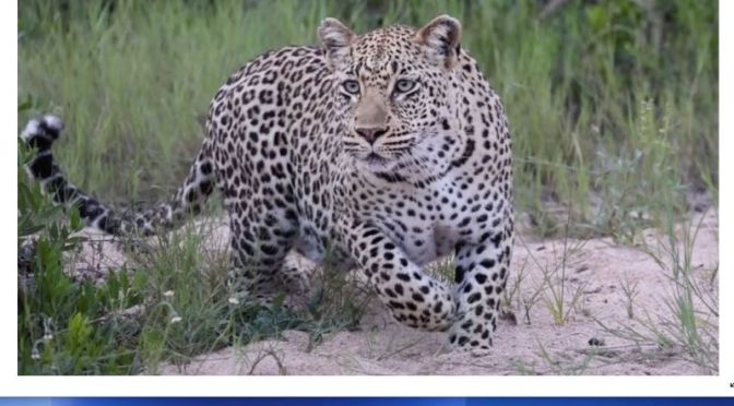Safari Views: Leopards, Lions & Elephants In The ‘Mala Mala Game Reserve’ In South Africa (Video)