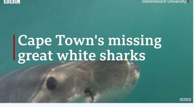 Oceans: The Great White Shark Decline Off Cape Town, South Africa (BBC)