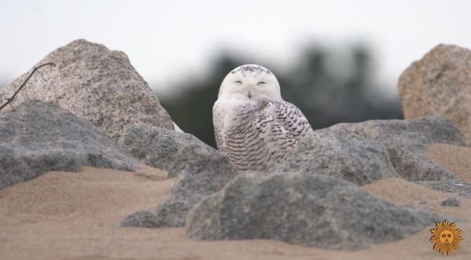 Nature: ‘Snowy Owls’ On The Beach In Plum Island, Massachusetts (Video)