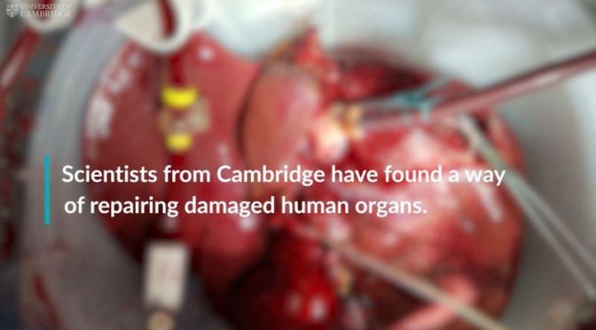 Medicine: Scientists Grow ‘Mini-Organs’ To Repair Damaged Human Livers