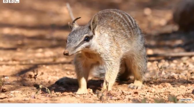Wildlife: Saving ‘Numbats’ In Australia (BBC Video)