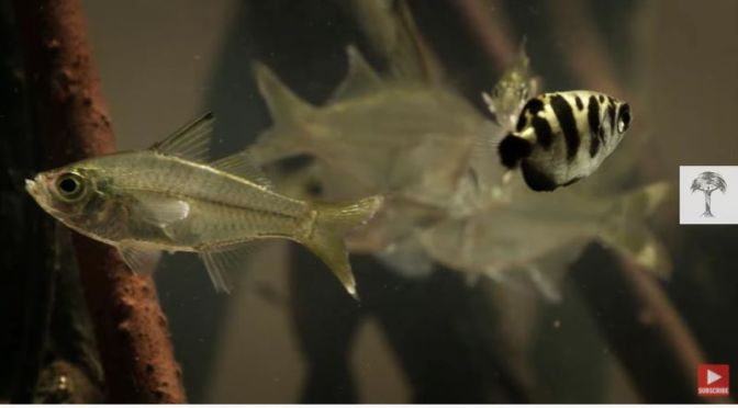 Wildlife Insider: ‘The Archerfish – A Master Hunter With Physics’