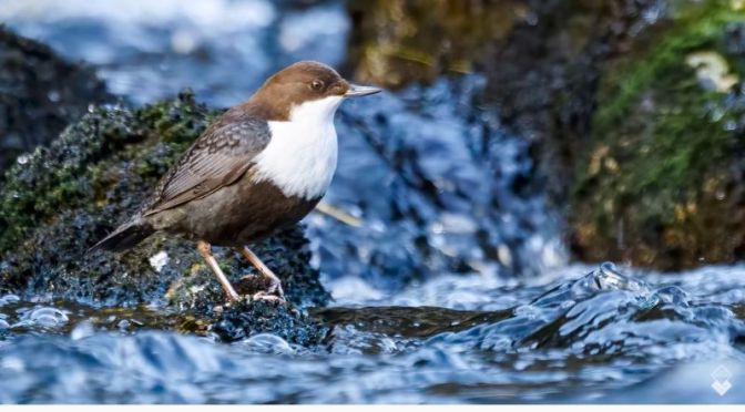 Top Bird Photography: ‘Herons, Dippers And Wrens In Norway’ (Video)