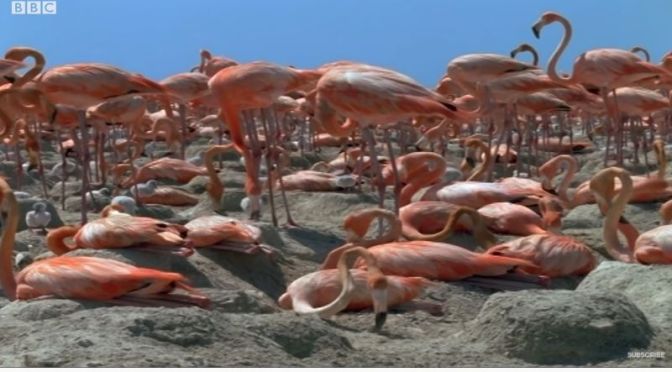 Wildlife View: ‘West Indian Flamingos’ Migrating To the Caribbean (BBC Video)