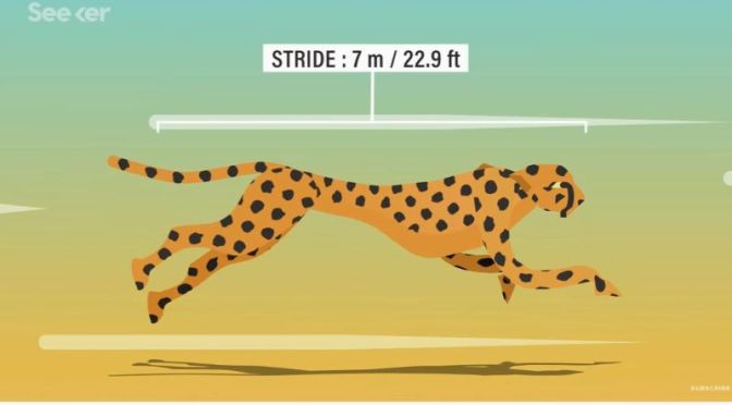 Wildlife Science: ‘Why Cheetahs Are So Fast’