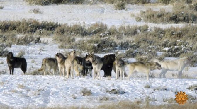 Wildlife: The ‘Gray Wolves’ Of Yellowstone (Video)