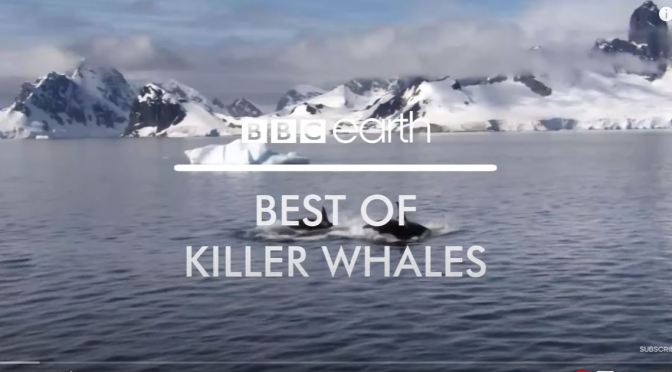 Views: Top ‘Killer Whale Moments’ From BBC Earth