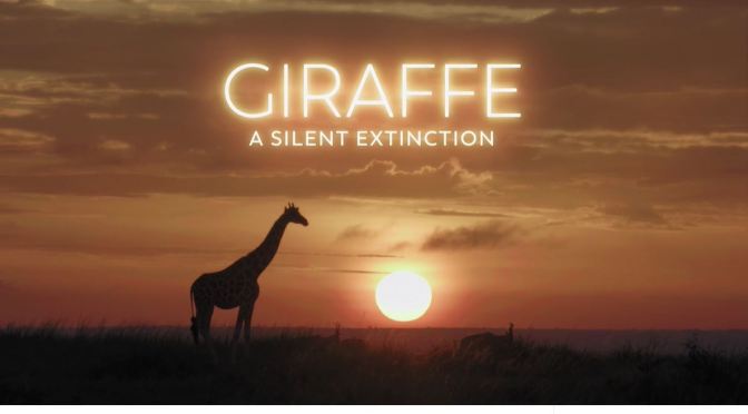 Wildlife Views: ‘Giraffe – A Silent Extinction’ (Video)