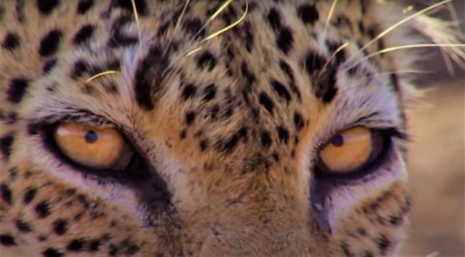 Wildlife: ‘Leopards’ – Top Moments From BBC Earth