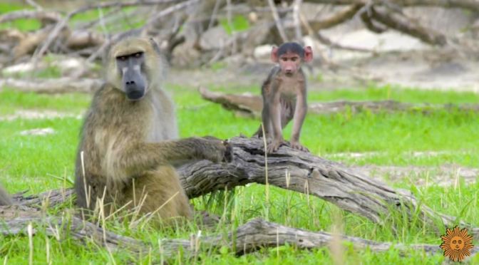 Views: Baboons In Botswana, Africa (Video)