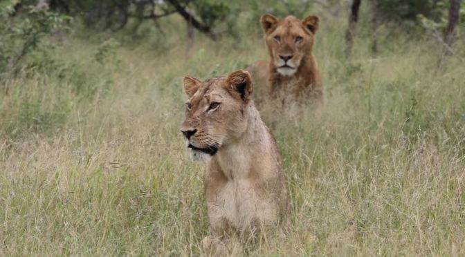 Safari Views: ‘Lions & Cheetahs’ – MalaMala Reserve, South Africa
