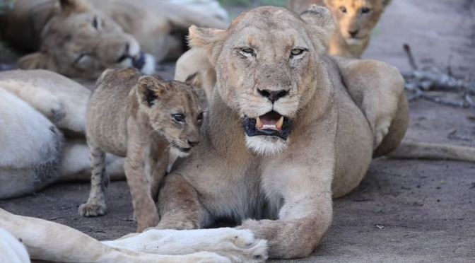 Safari Views: ‘Lions Of The  MalaMala Game Reserve’ In South Africa (Video)