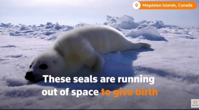 Arctic Wildlife: Shrinking Ice Threatens Seal Pups In Magdalen Islands, Canada