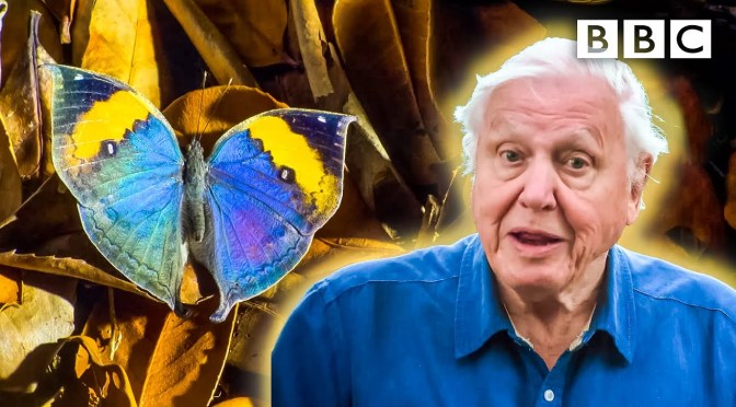 Nature Views: ‘Some Very Clever Insects’ – David Attenborough (BBC Video)