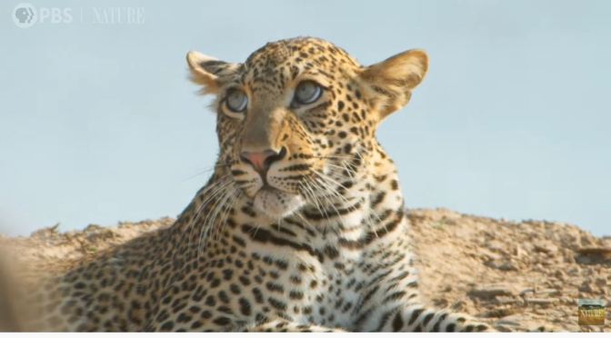 Wildlife Views: A Young Leopard Learns To Hunt
