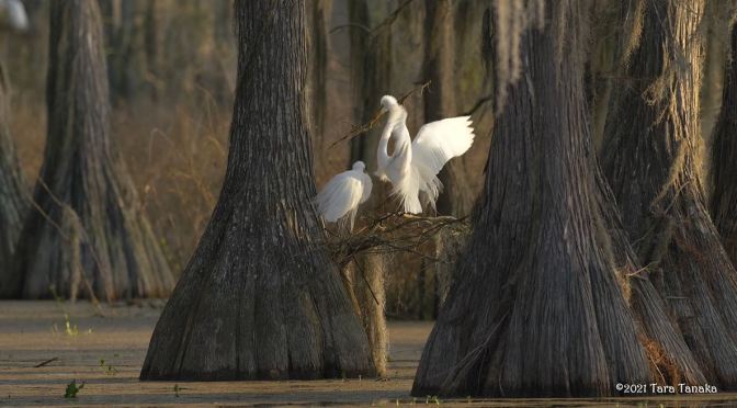 Views: ‘Great White Egrets’ Tallahassee, Florida (4K)