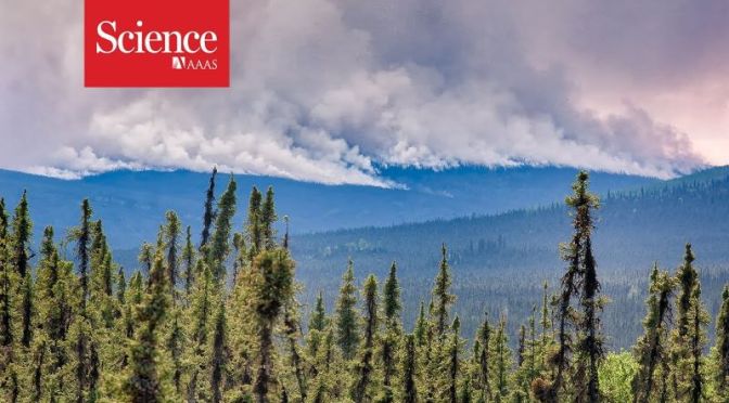 Wildfires: New Forests In Alaska Have Increased Carbon Sequestration
