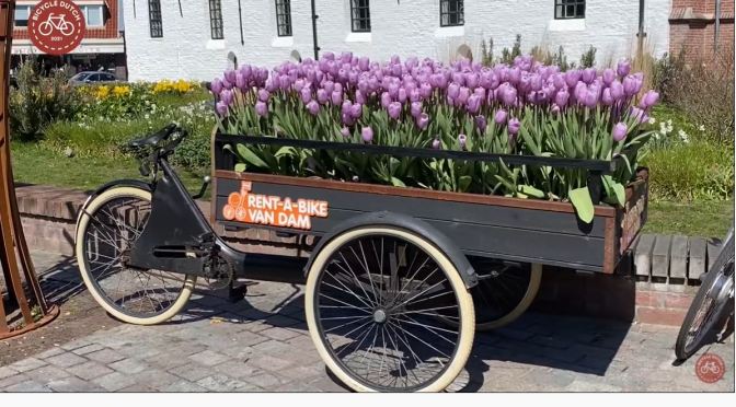 Biking: Tulips In South Holland, Netherlands