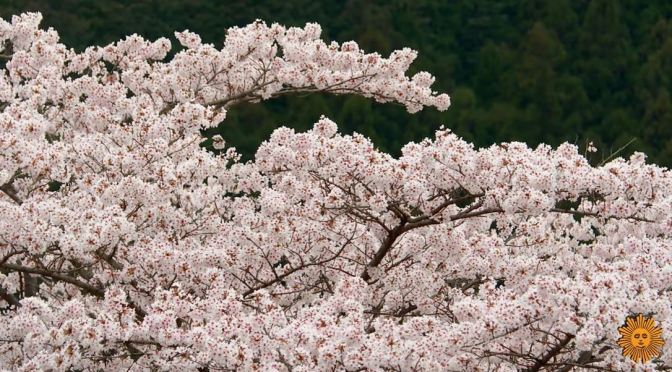 Views: ‘Cherry Blossom Mountain Park’ – Japan
