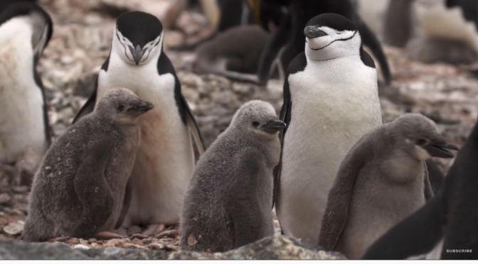 Antarctic View: Counting ‘Chinstrap Penguins’ On Elephant Island (Video)
