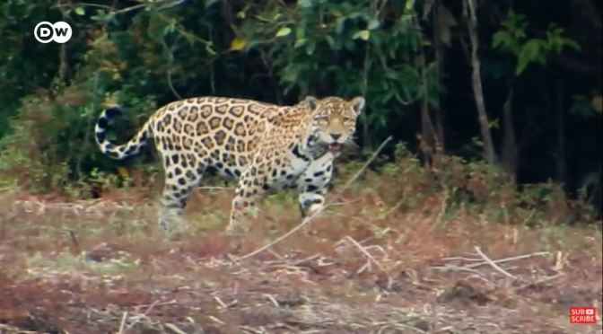 Wildlife View: Protecting Columbia’s Jaguars (Video)