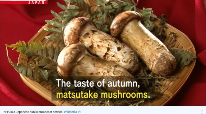 Delicacies: ‘Matsutake Mushrooms’ From Japan