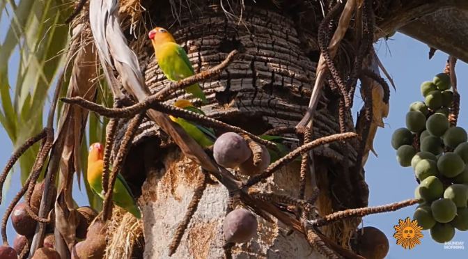 Views: ‘Fischer’s Lovebirds’ At Lake Eyasi, Northern Tanzania In Africa (Video)