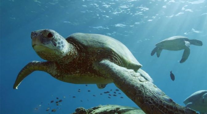 Ocean Wildlife: Green Sea Turtles Of Hawaii (Video)