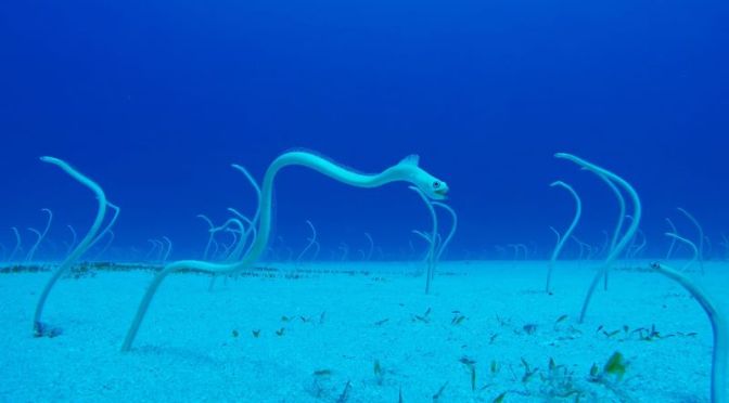 Underwater Views: The ‘Hawaiian Garden Eel’ (PBS)