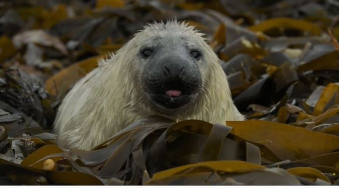 Views: ‘Grey Seal’ Pupping Season In Scotland (Video)