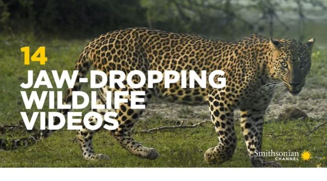 Wildlife: 14 Stunning Videos (Smithsonian)