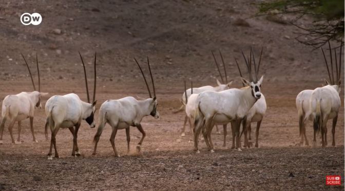 Views: The Endangered Species Refuge Of ‘Sir Bani Yas Island’ – Abu Dhabi, UAE