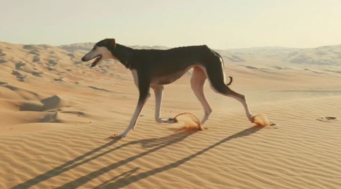 Views: Arabian Saluki – The Fastest Dog In The World