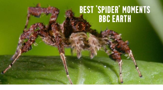 Wildlife: Top 5 ‘Spider’ Moments – BBC Earth