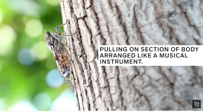 Insects: How Cicadas Create So Much Noise