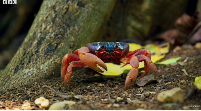 Views: Red Crabs Battle Yellow Crazy Ants On Christmas Island (BBC)