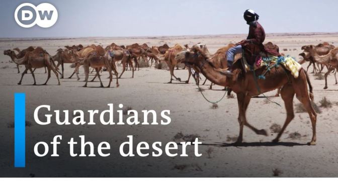 Views: Camel Herders Of The Sahara Desert (Video)