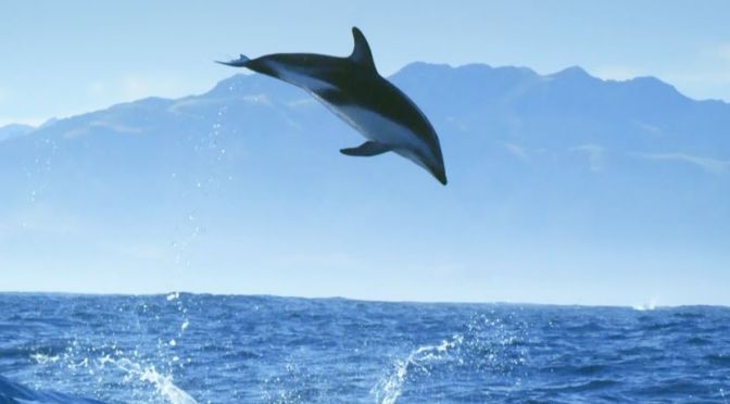 Ocean Views: Incredible Dolphin Moments (BBC)
